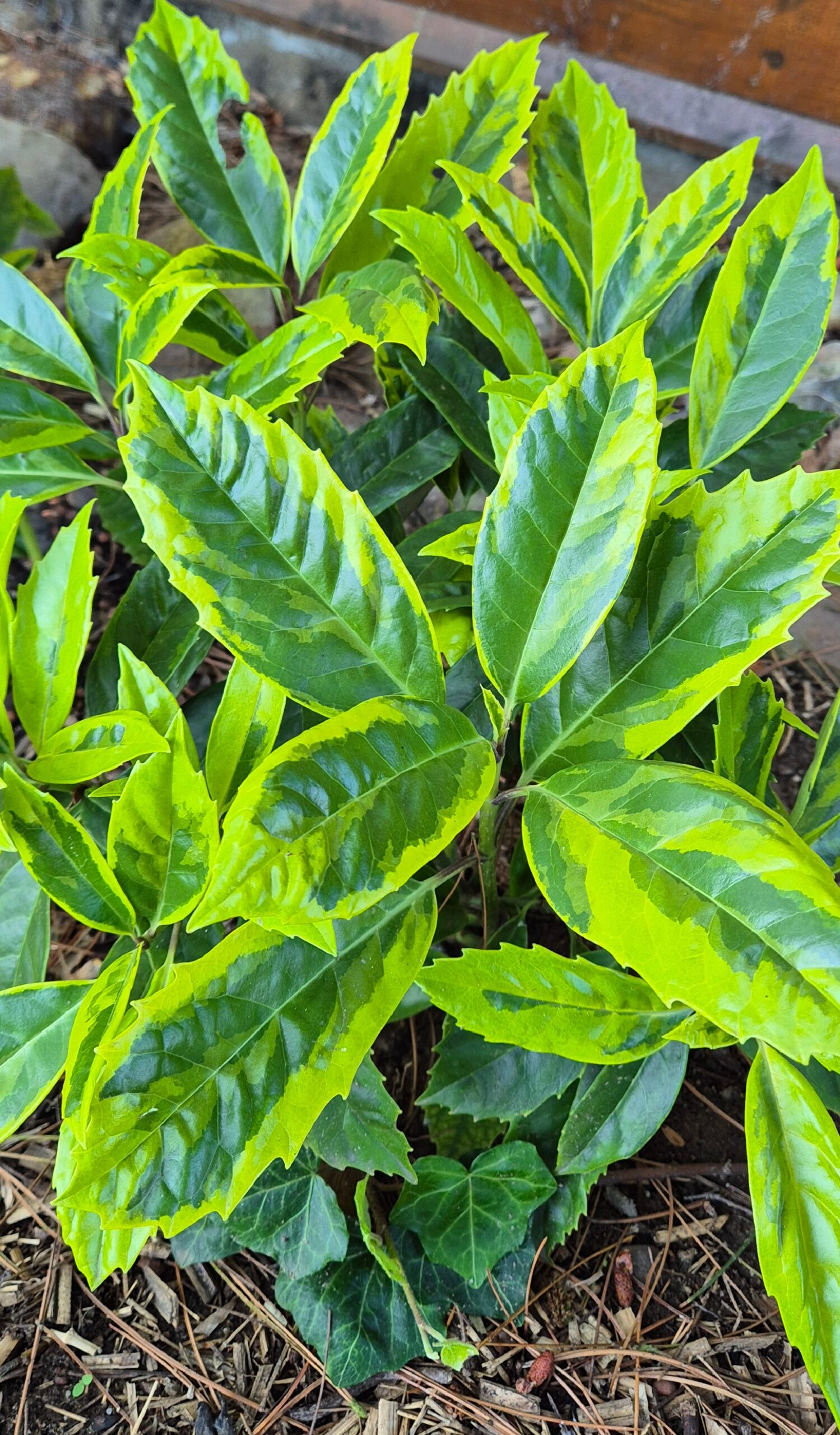 Aucuba japonica 'Limbata'