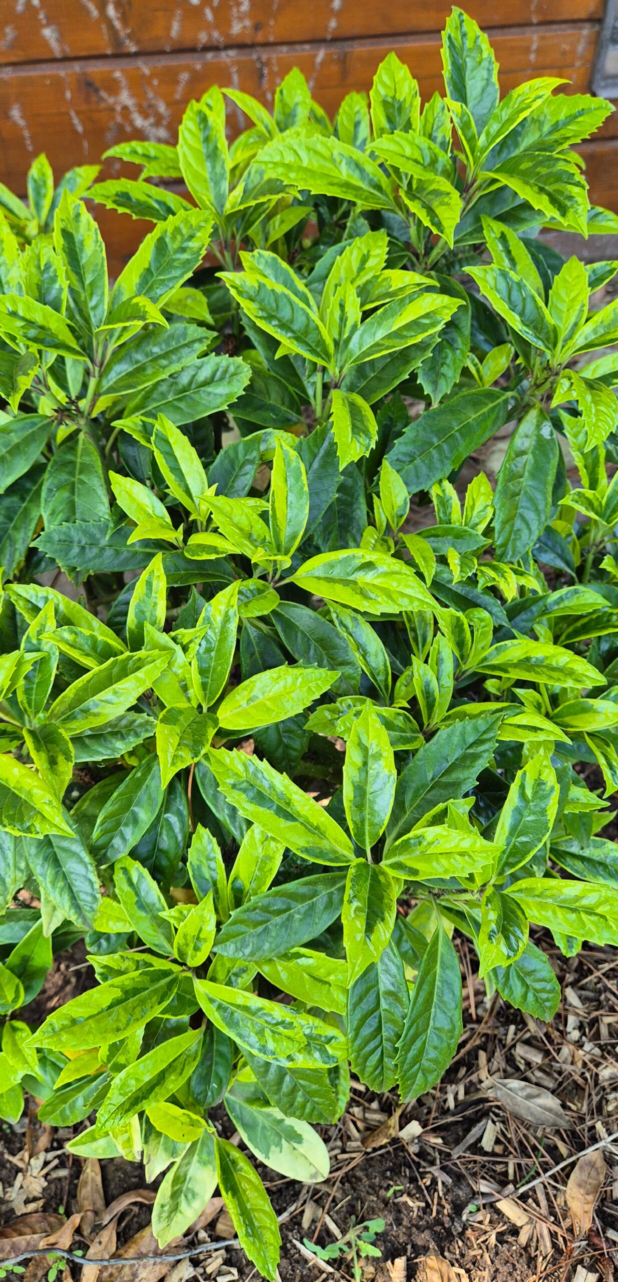 Aucuba japonica 'Limbata'