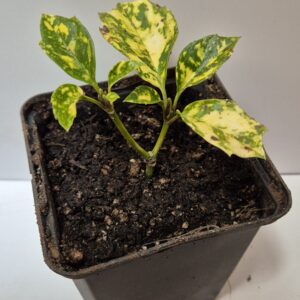 Aucuba japonica 'Suruga Benten'