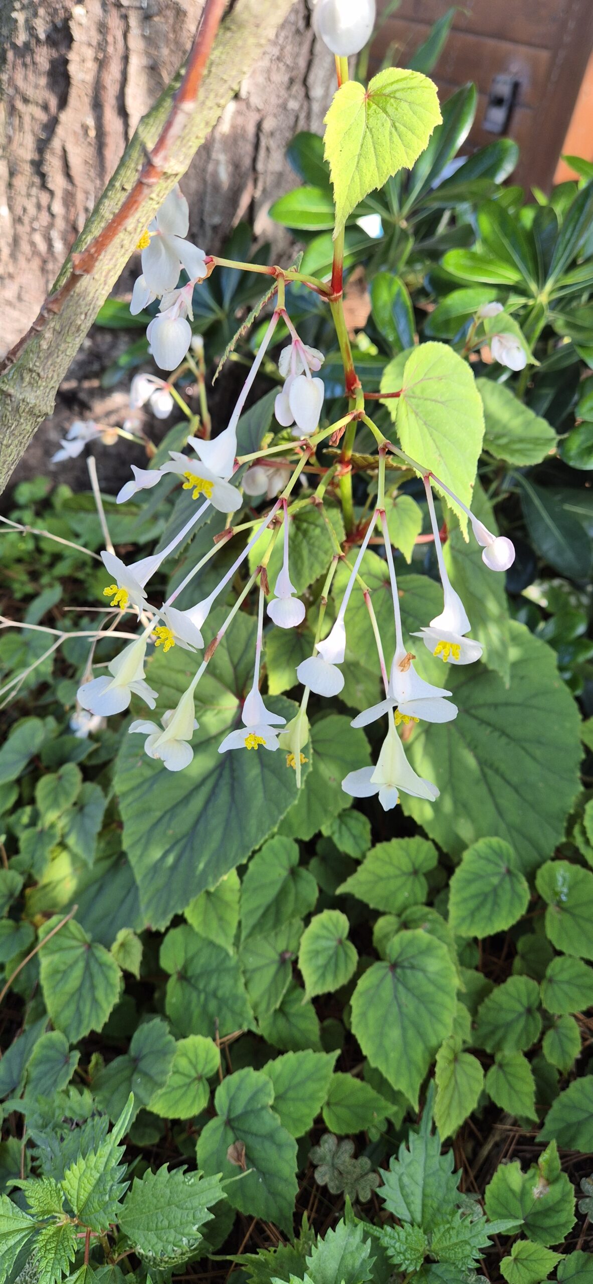 Begonia grandis subsp. sinensis 'Snowpop'