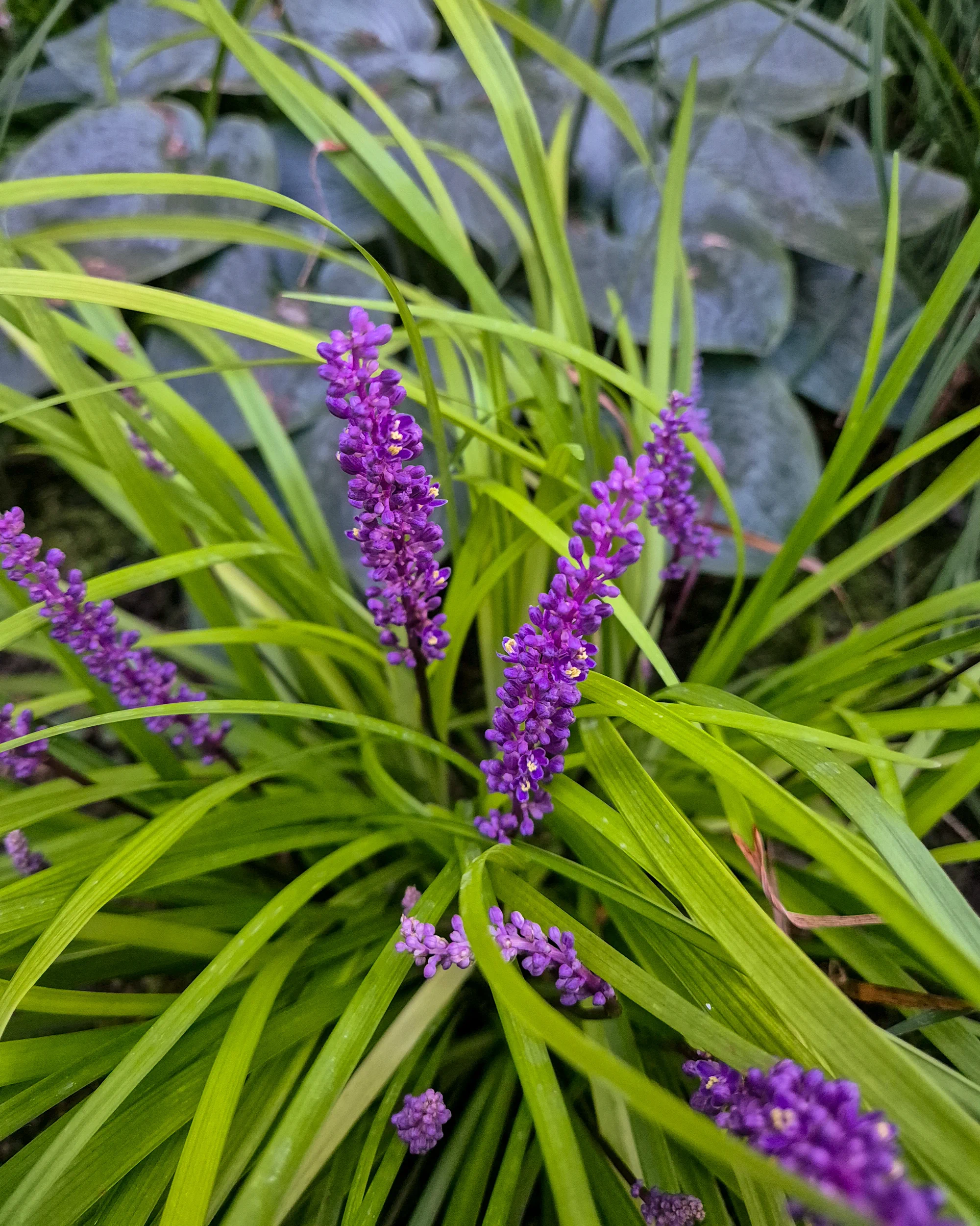 Liriope muscari 'Pee Dee Ingot'