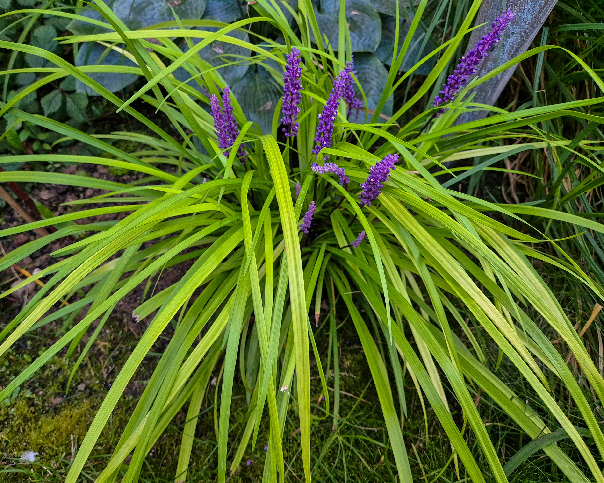 Liriope muscari 'Pee Dee Ingot'