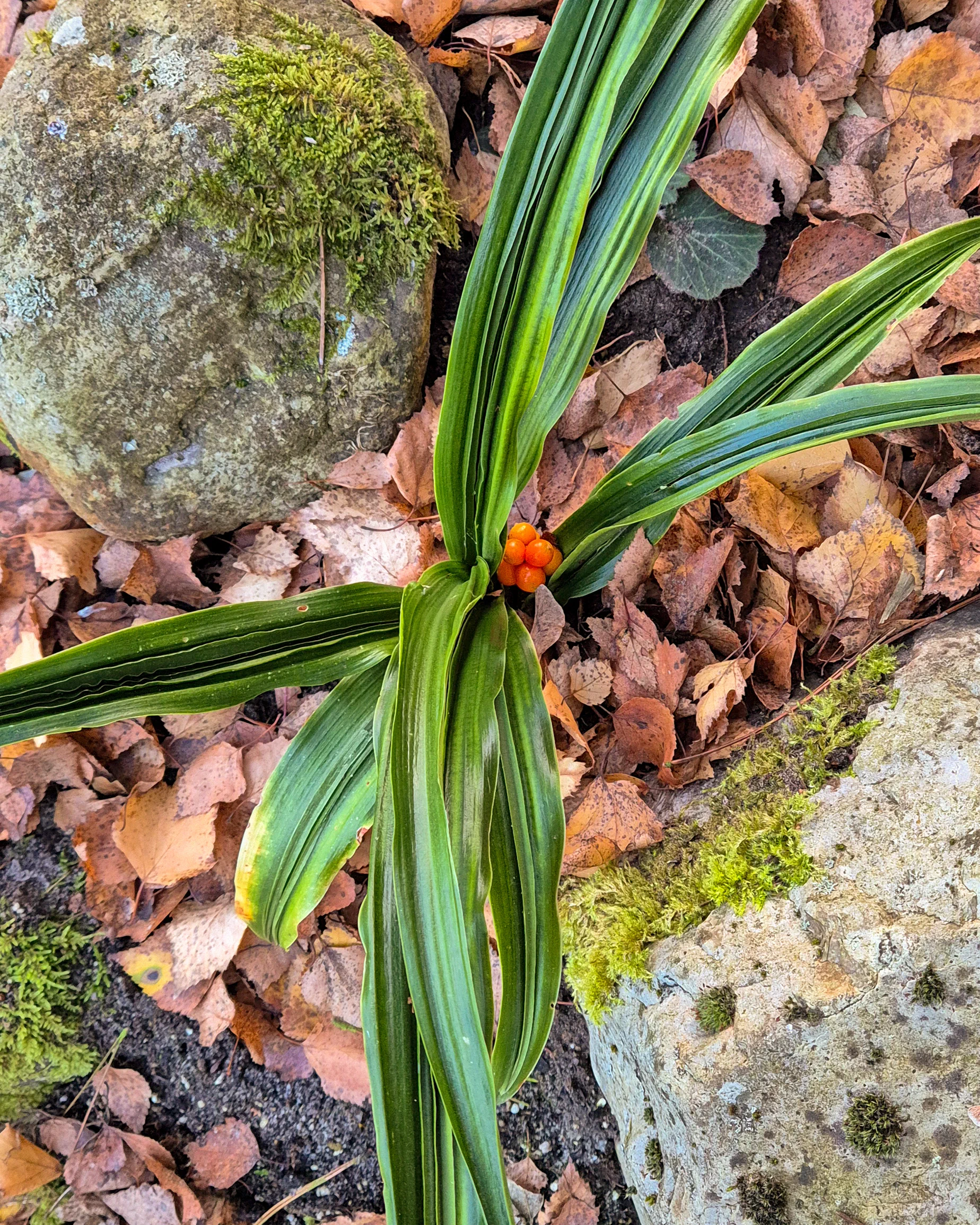 Rohdea japonica 'Nobori Ryu'