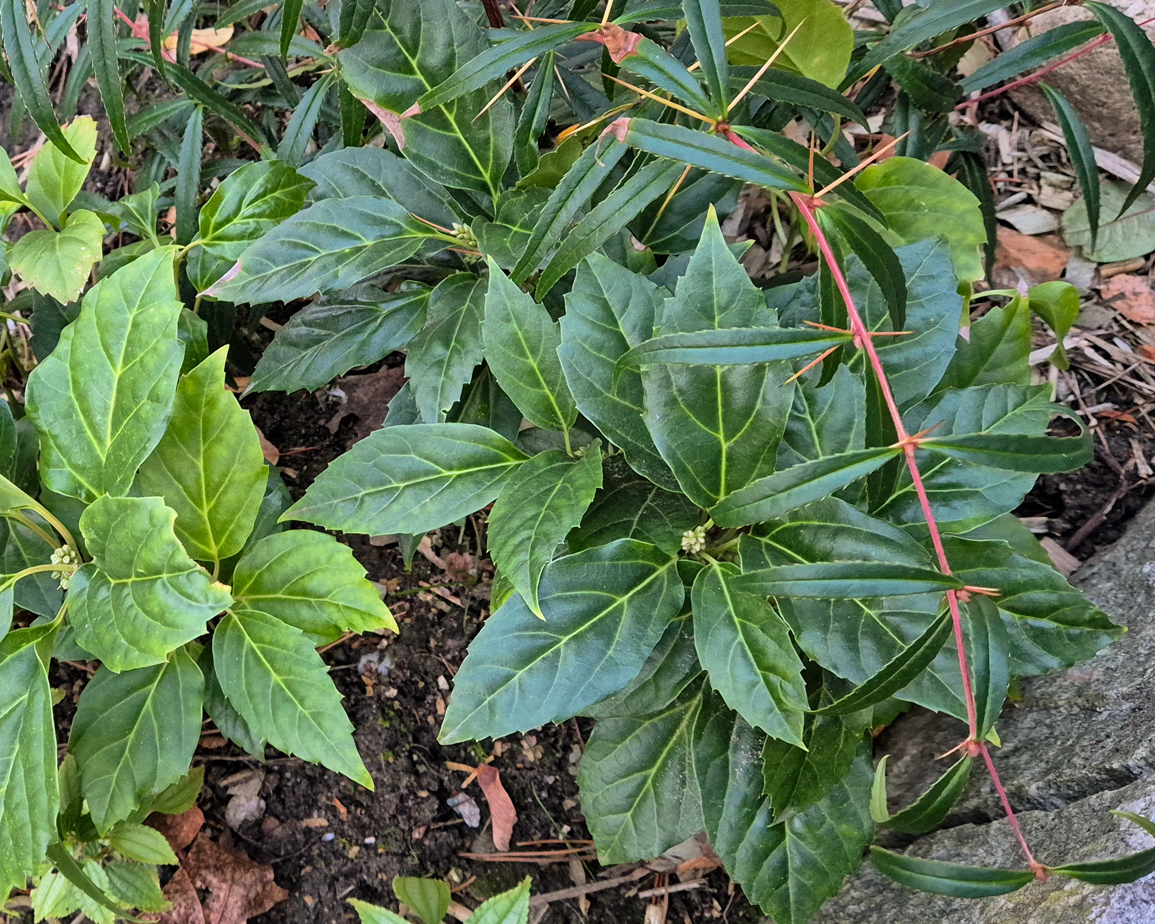 Ein Bild der Pflanze Pachysandra axillaris Crûg’s Cover