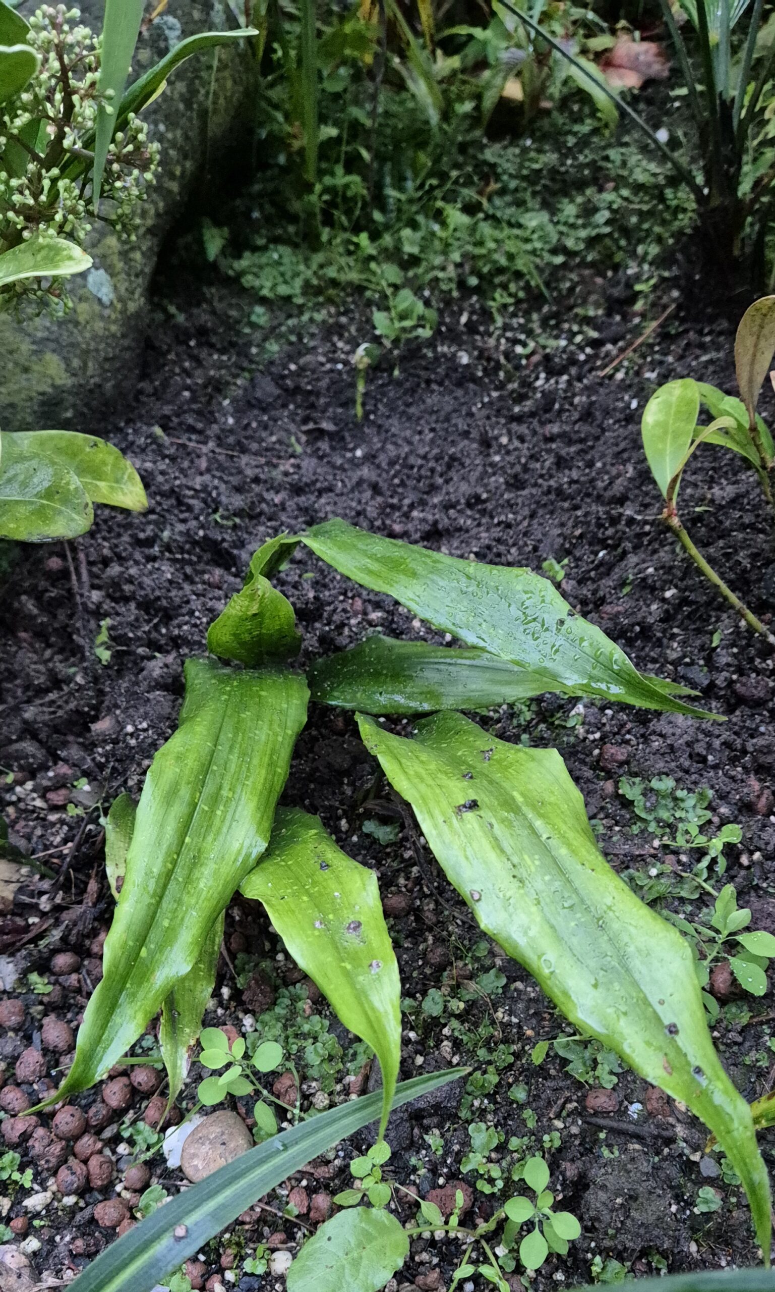 Aspidistra sp. 'China Sun'