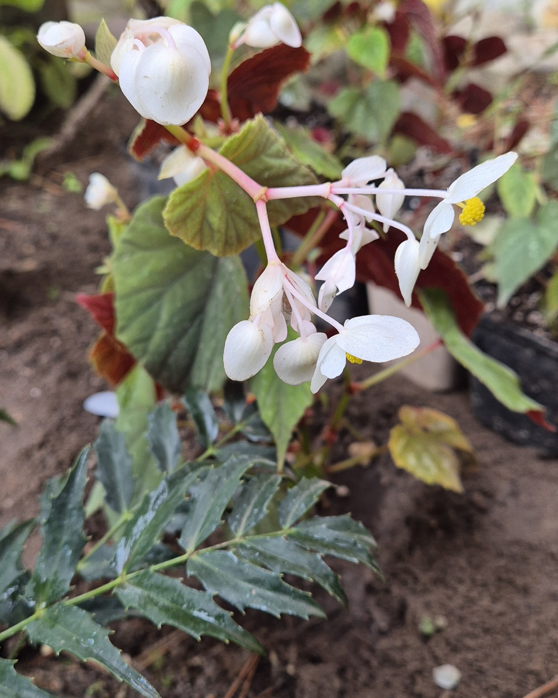 Begonia grandis subsp. holostyla 'Nanjiang Silver'