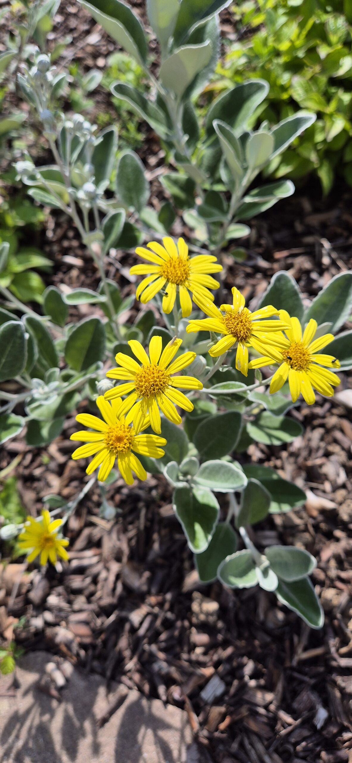 Brachyglottis greyi 'Sunshine'