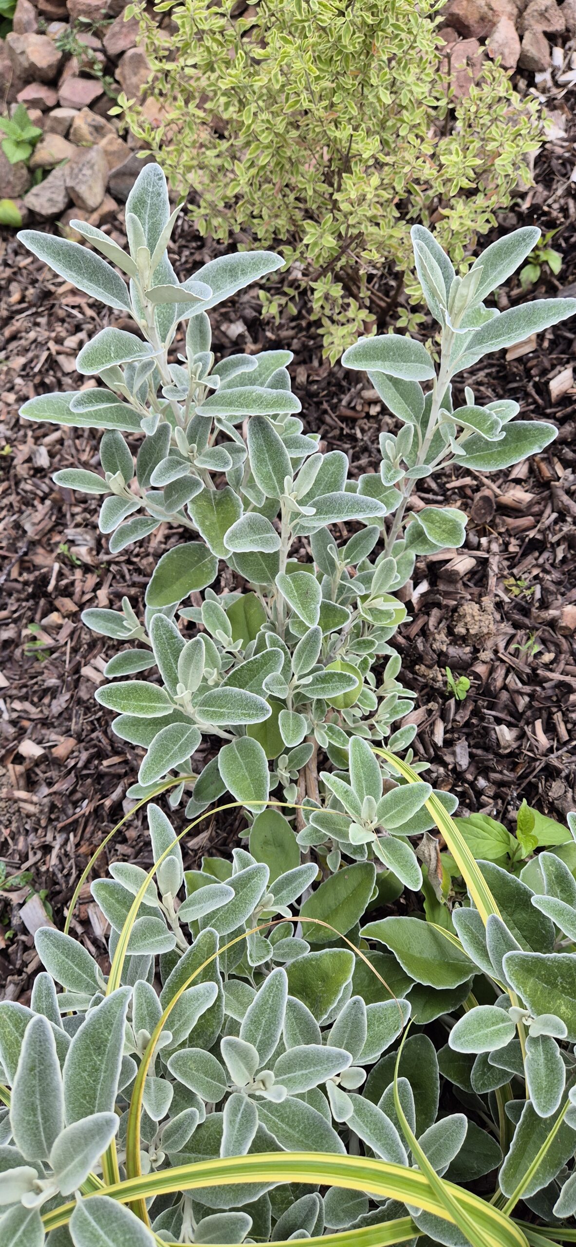 Brachyglottis greyi 'Sunshine'
