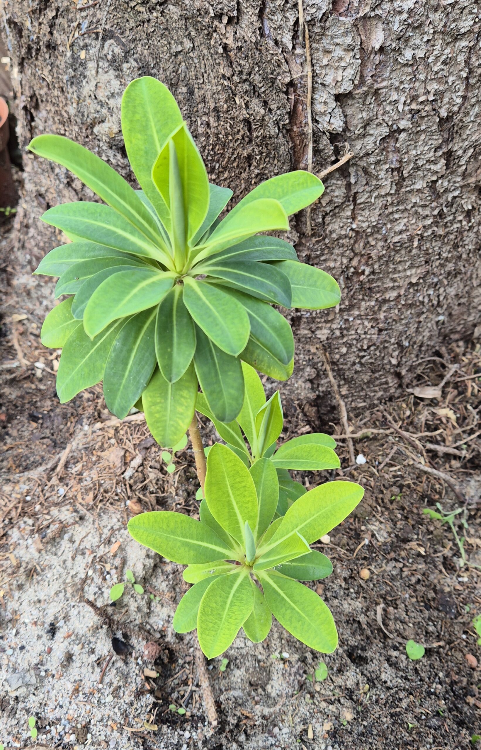 Euphorbia stygiana