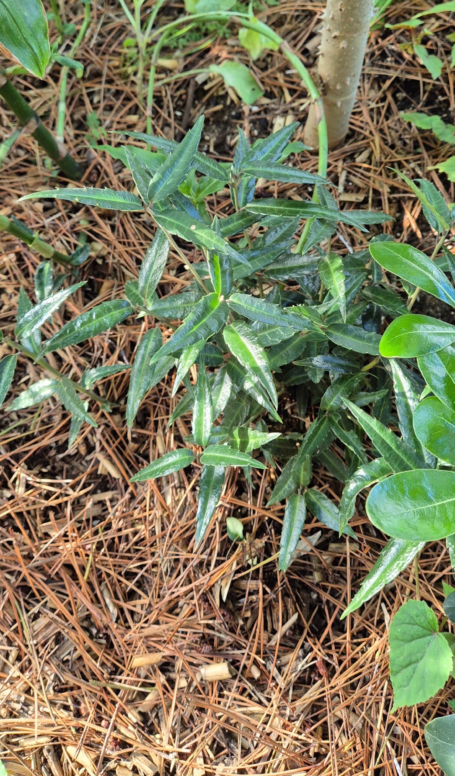 Helwingia himalaica