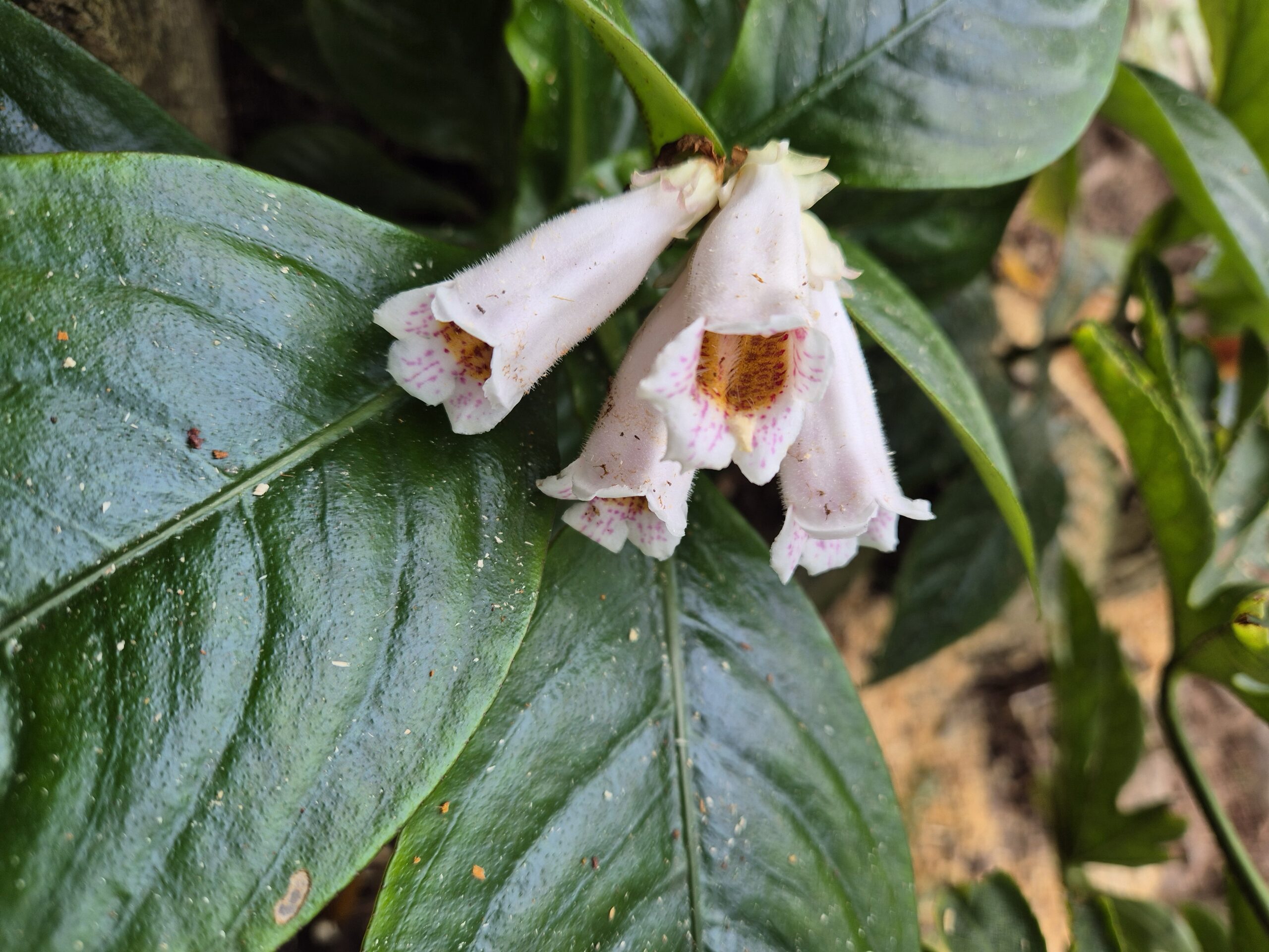 Hemiboea subcapitata