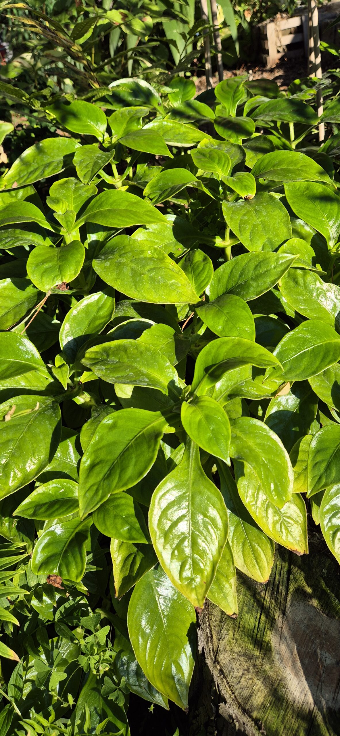 Hemiboea subcapitata