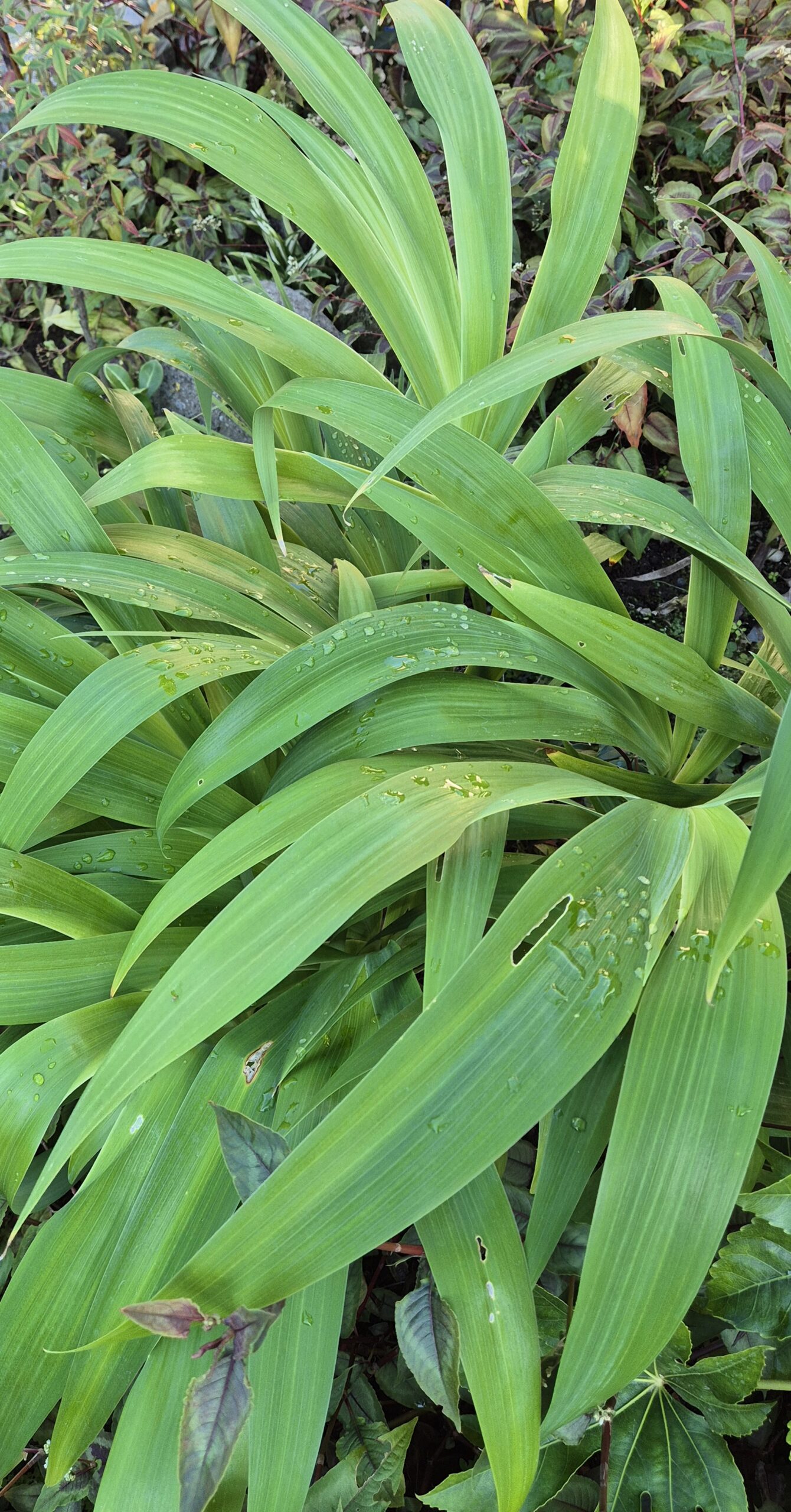 Iris wattii