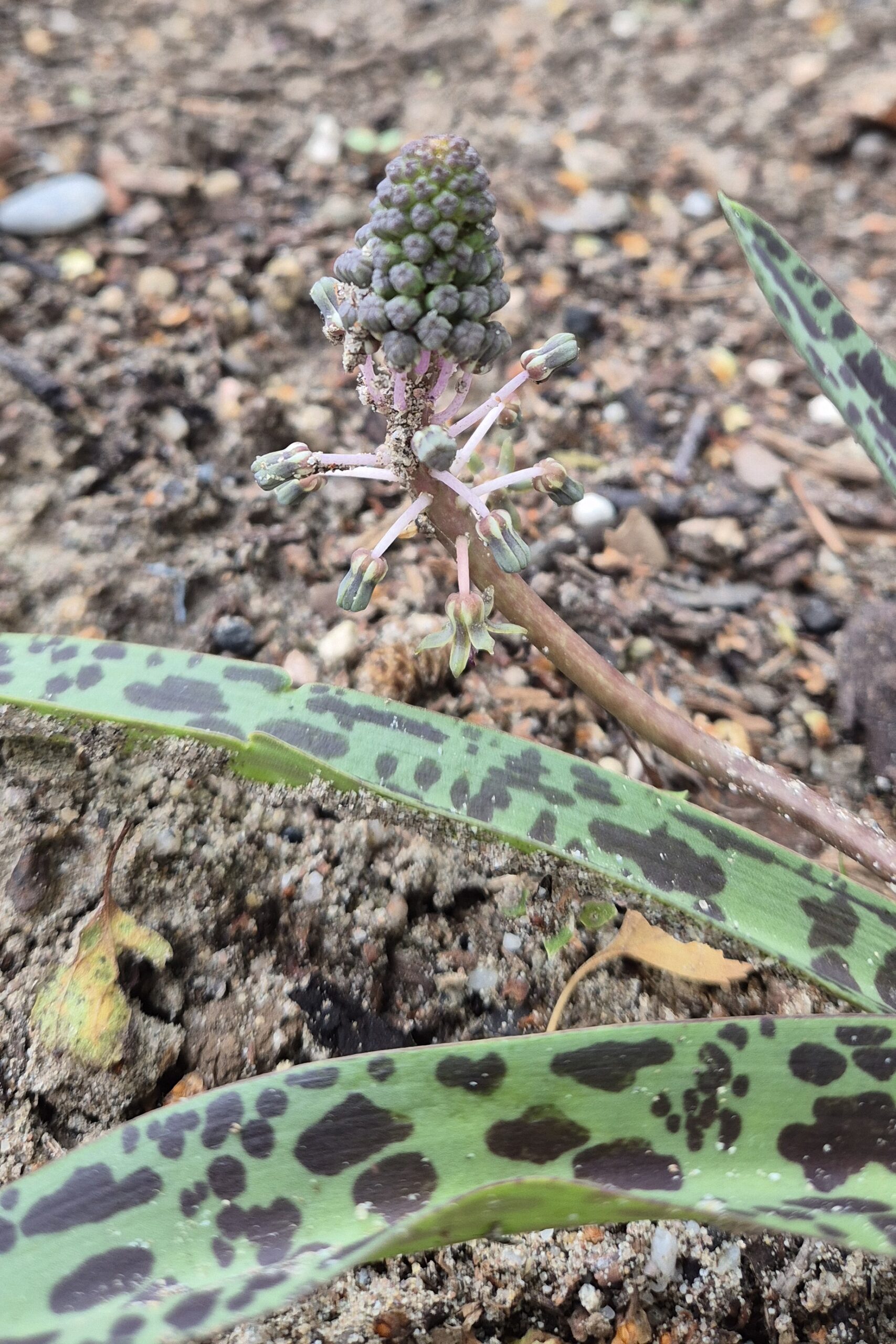Ledebouria sp. 'Garry Hammer'