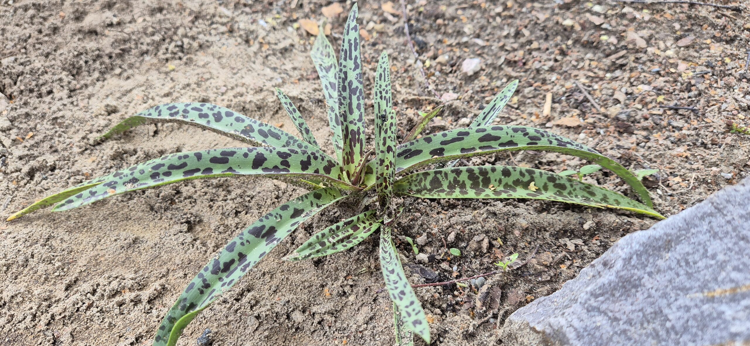 Ledebouria sp. 'Garry Hammer'