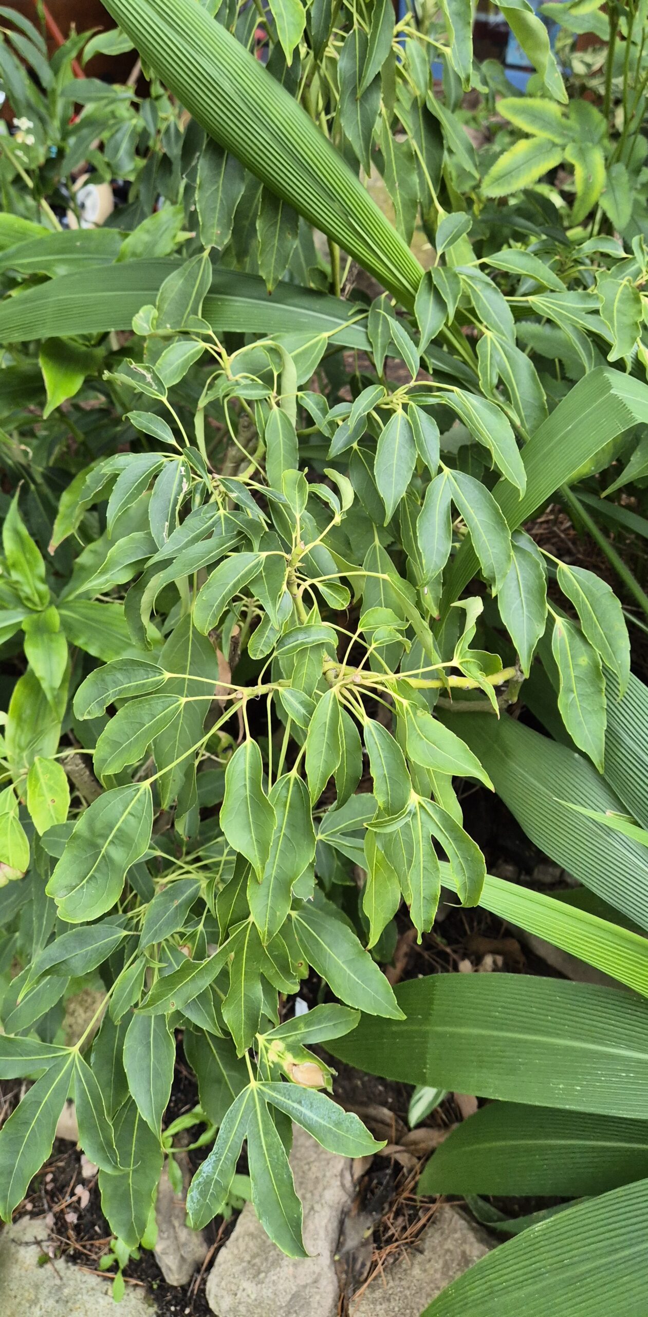 Metapanax davidii