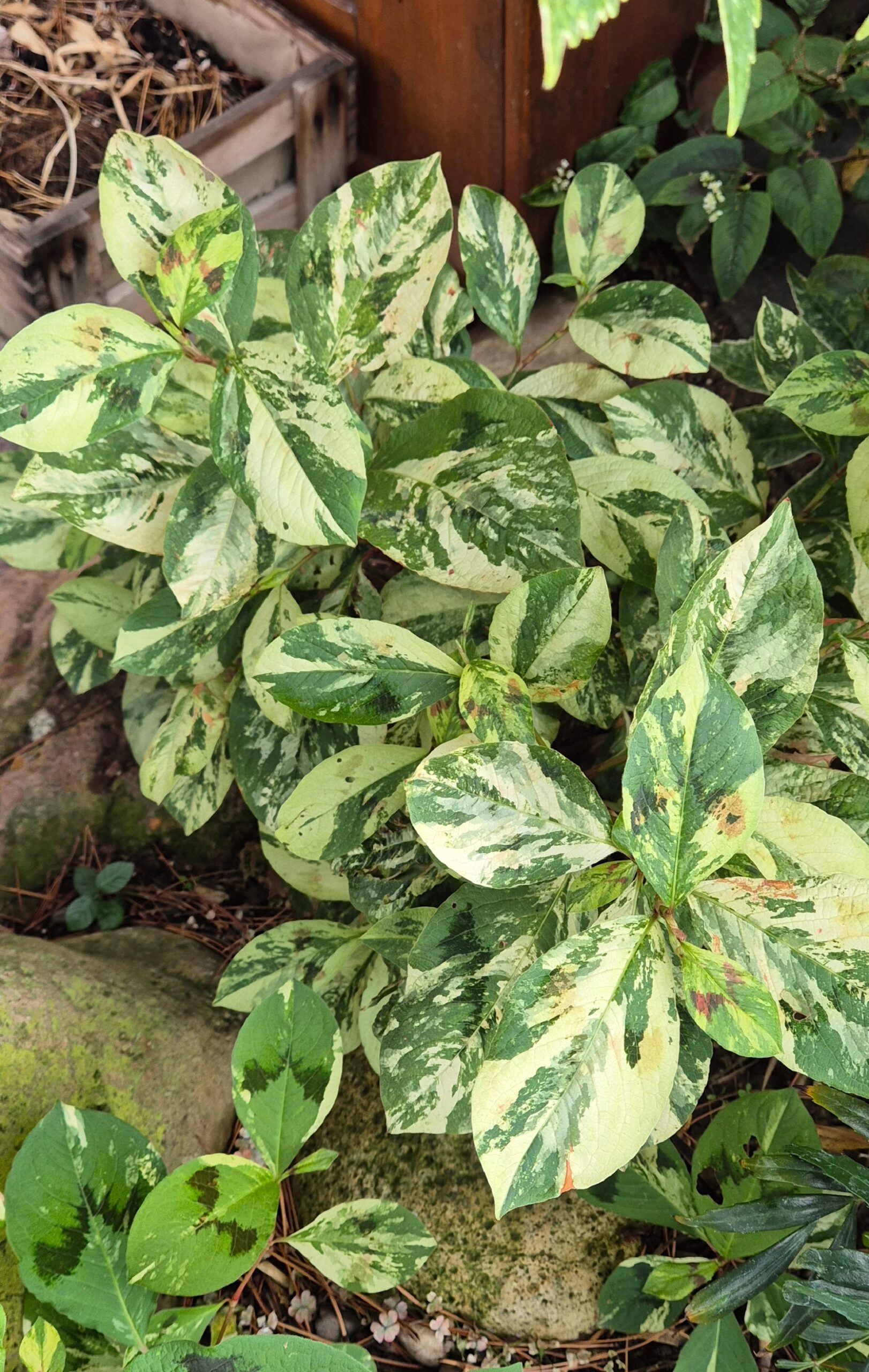 Persicaria filiformis 'Painter's Palette'