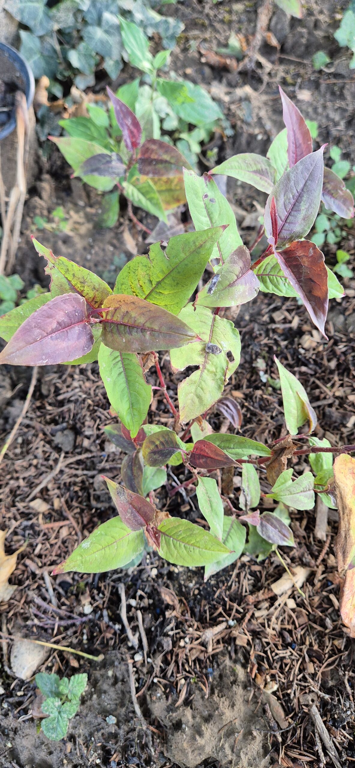 Persicaria microcephala 'Dragon's Eye'