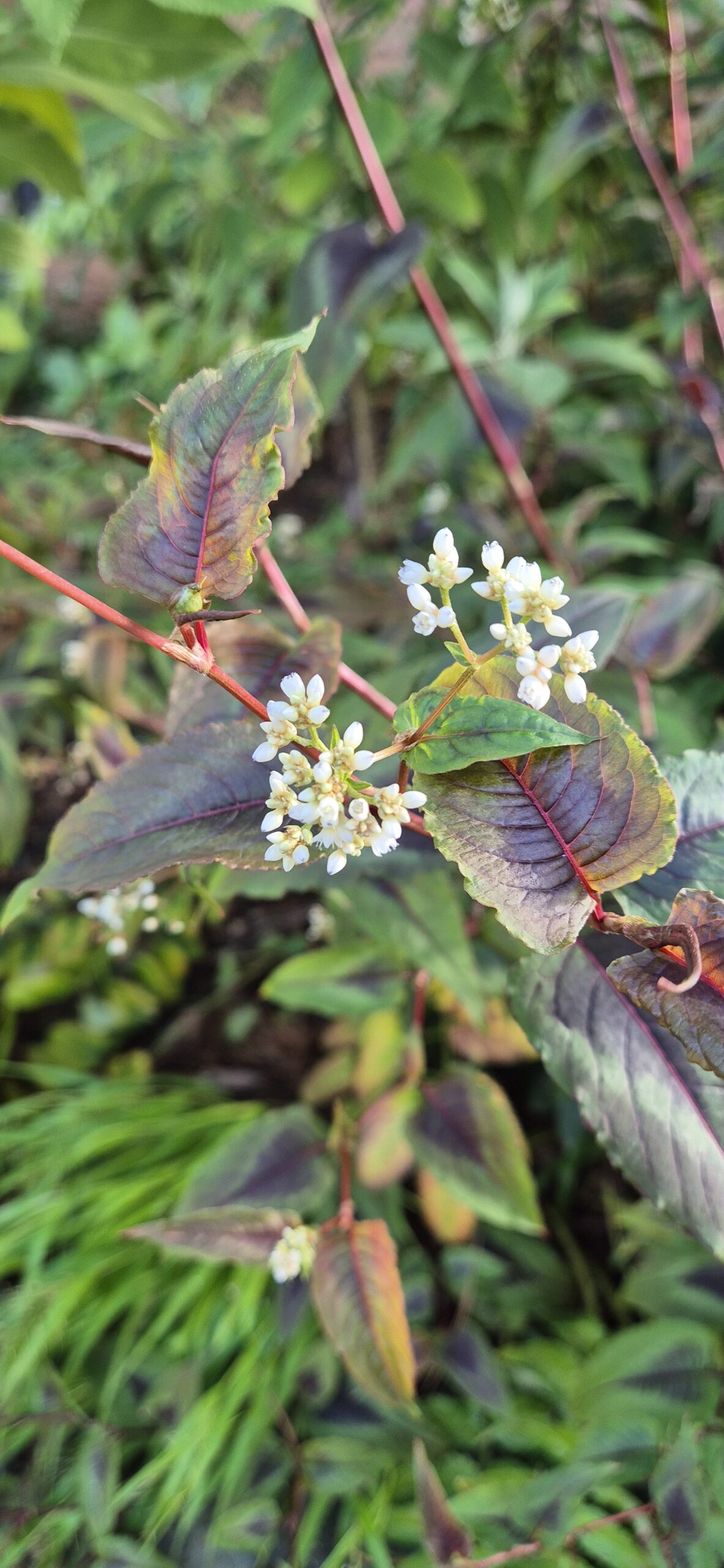 Persicaria microcephala 'Night Dragon'