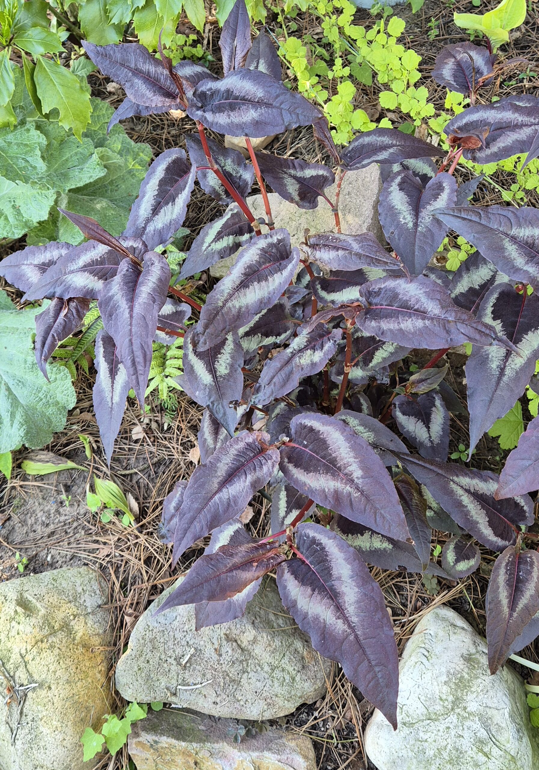 Persicaria microcephala 'Night Dragon'