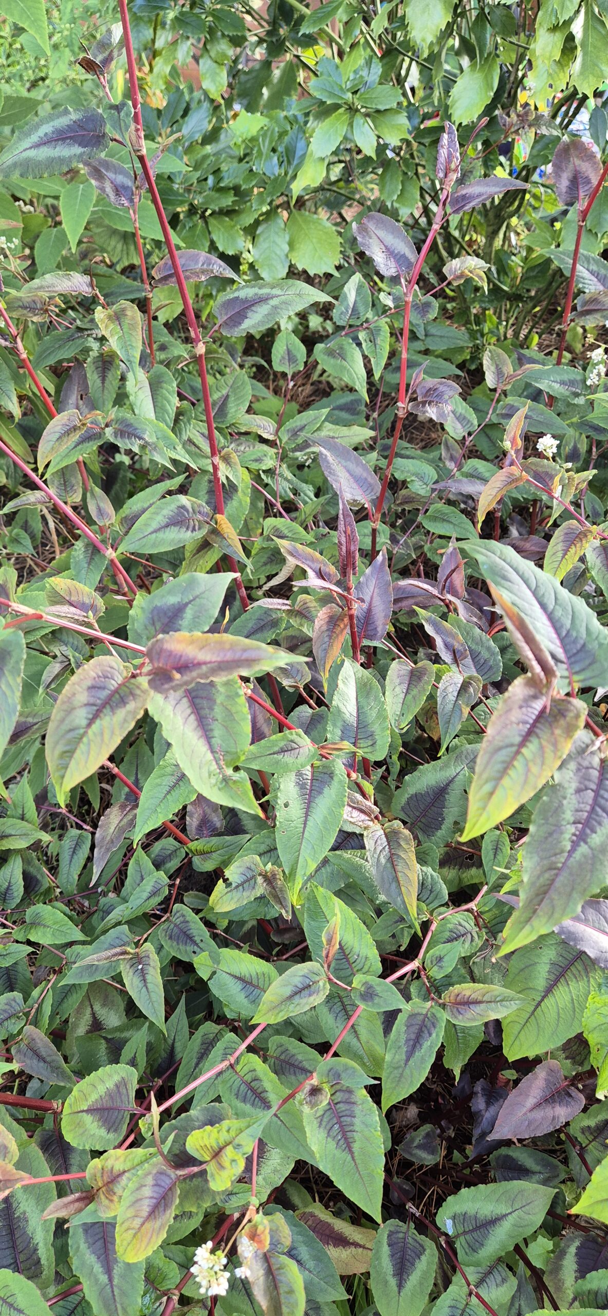Persicaria microcephala 'Night Dragon'
