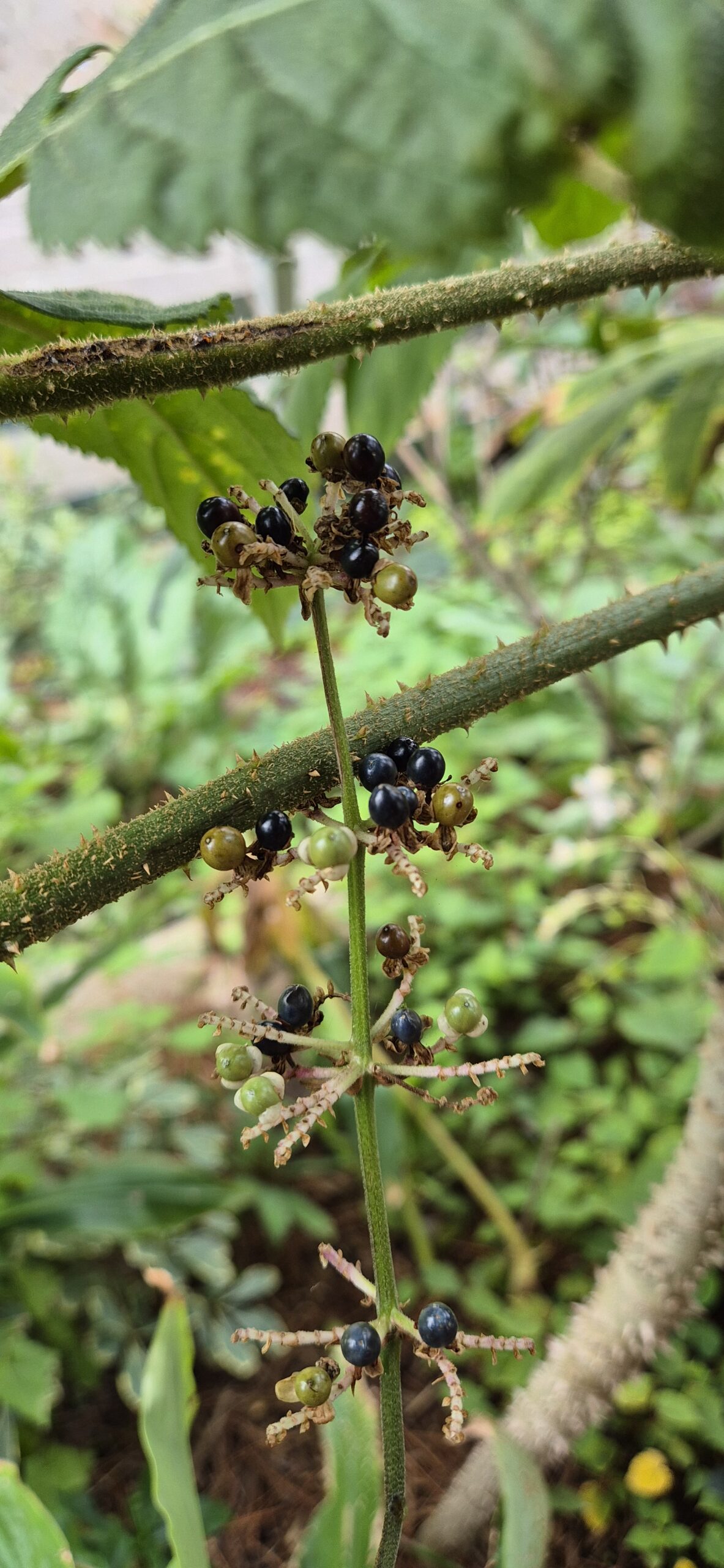 Pollia japonica