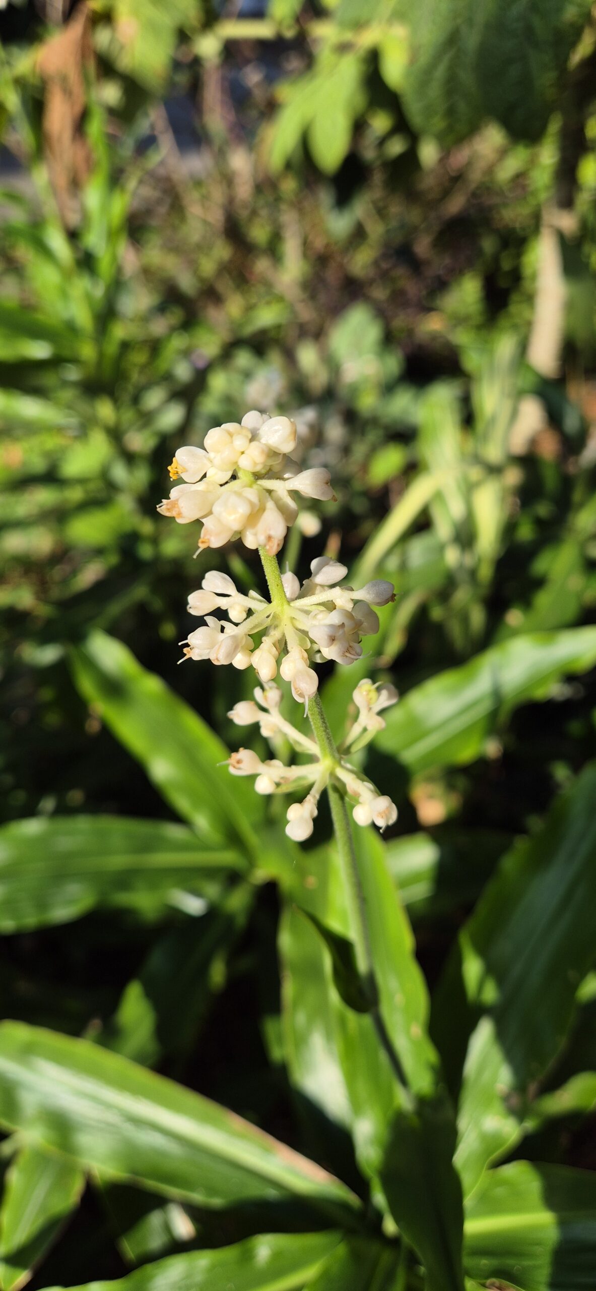 Pollia japonica