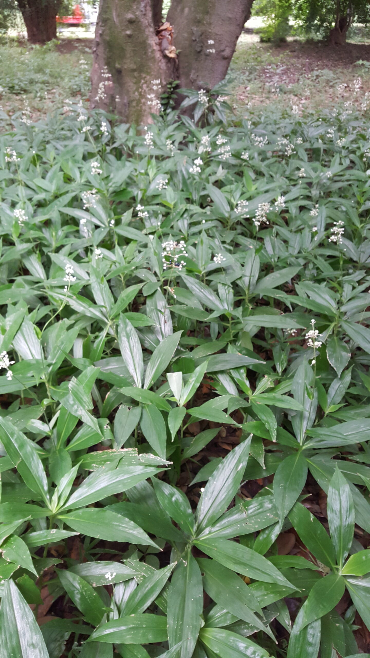 Pollia japonica
