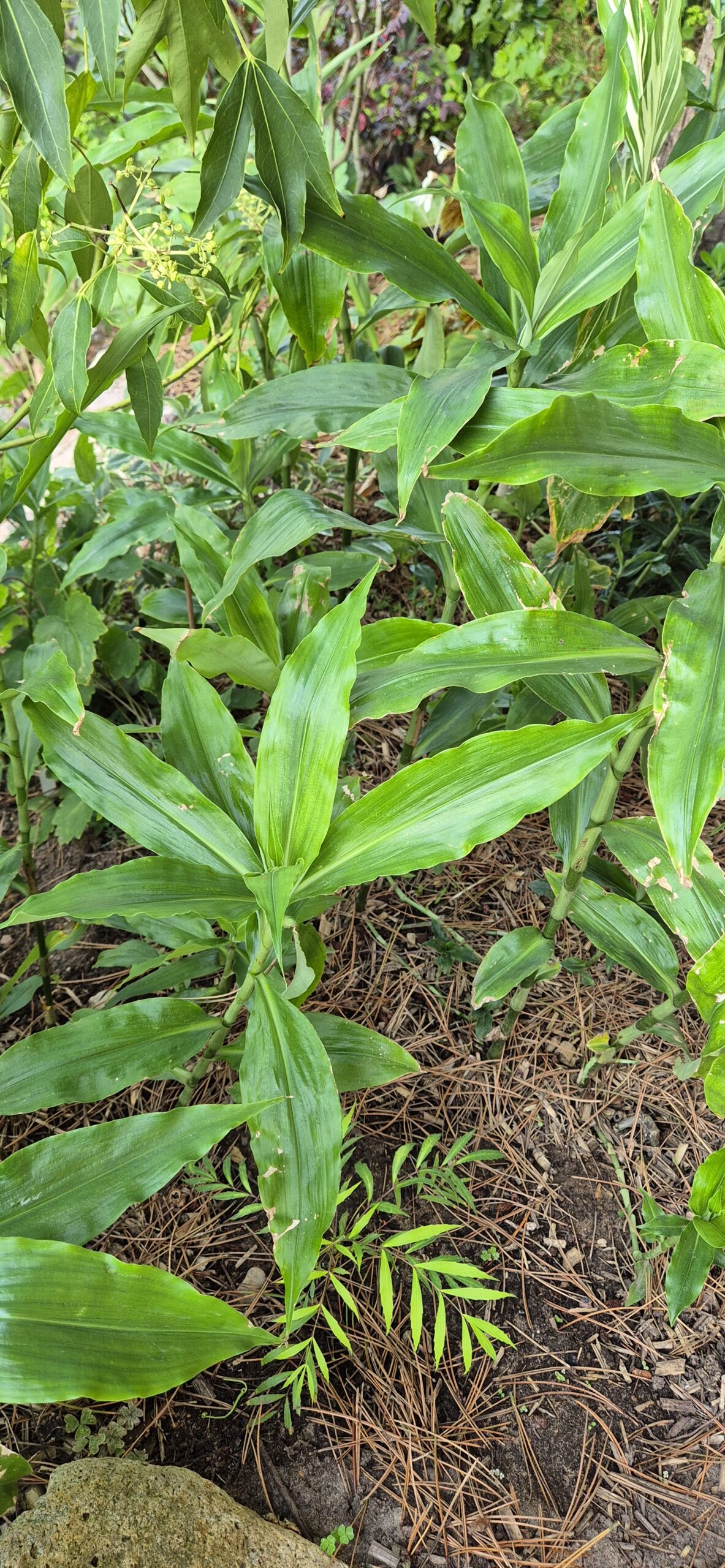 Pollia japonica