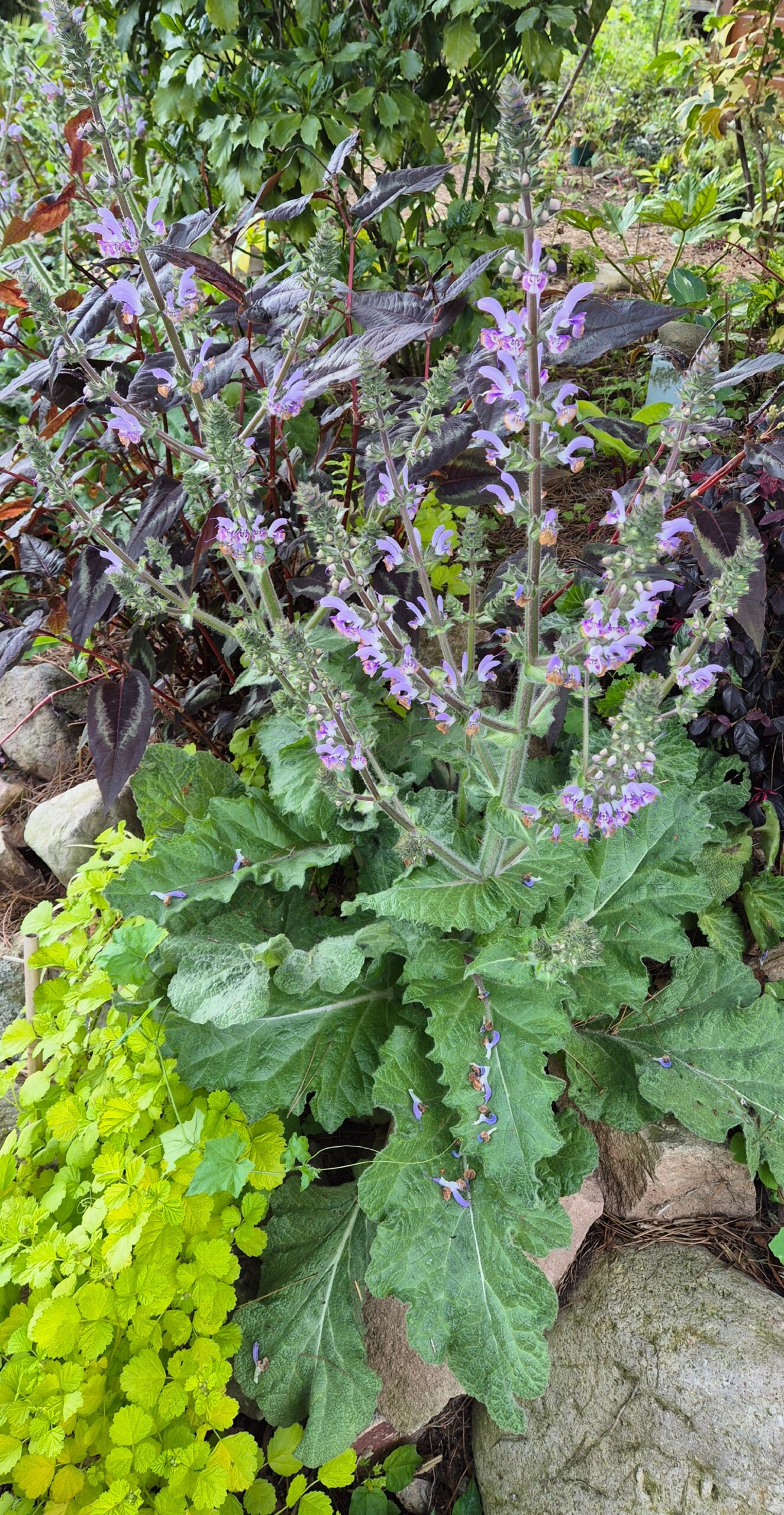 Salvia moorcroftiana x indica 'Shangri-La'