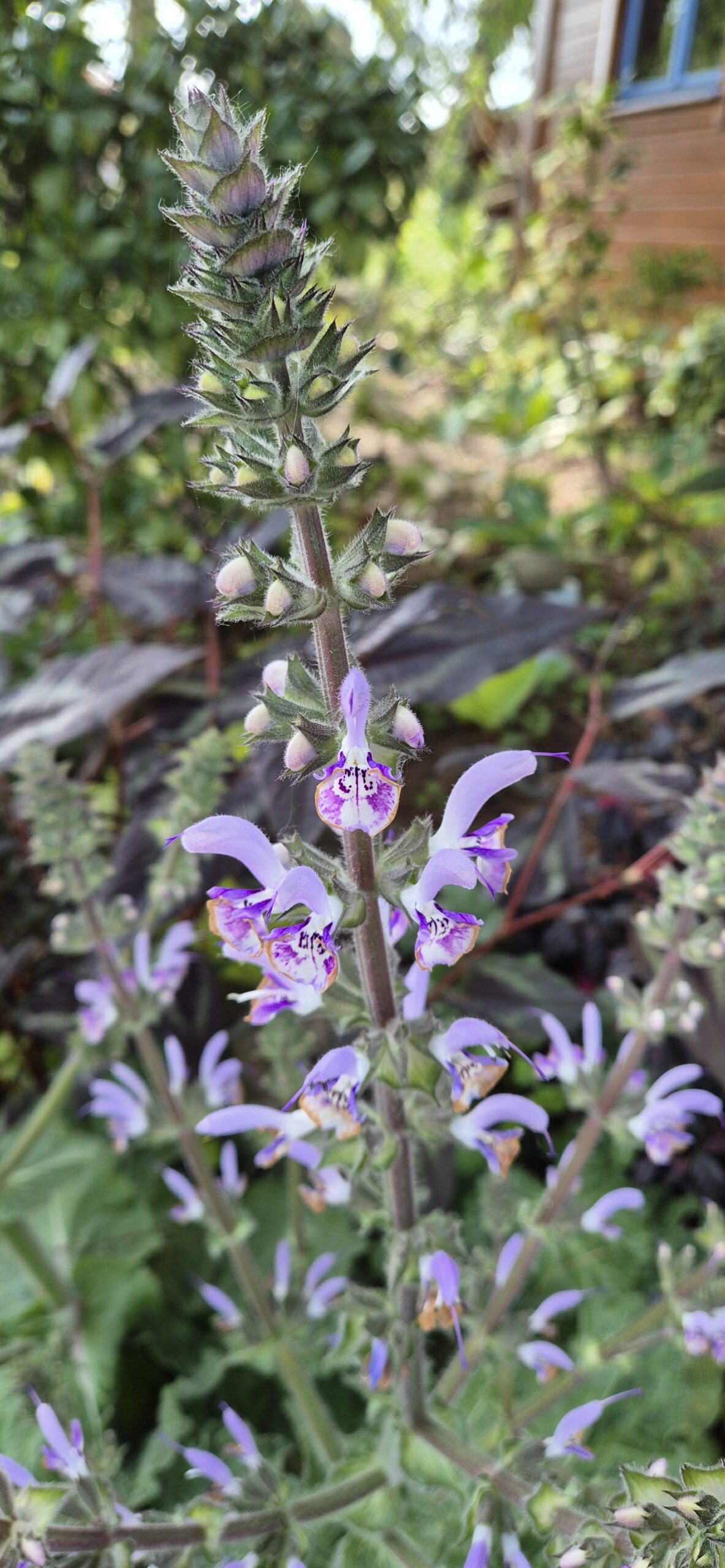 Salvia moorcroftiana x indica 'Shangri-La'