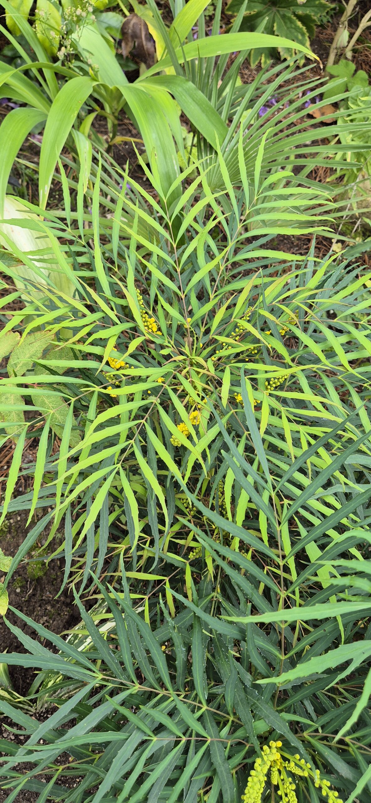 Mahonia eurybracteata subsp. ganpinensis 'Sweet Winter'