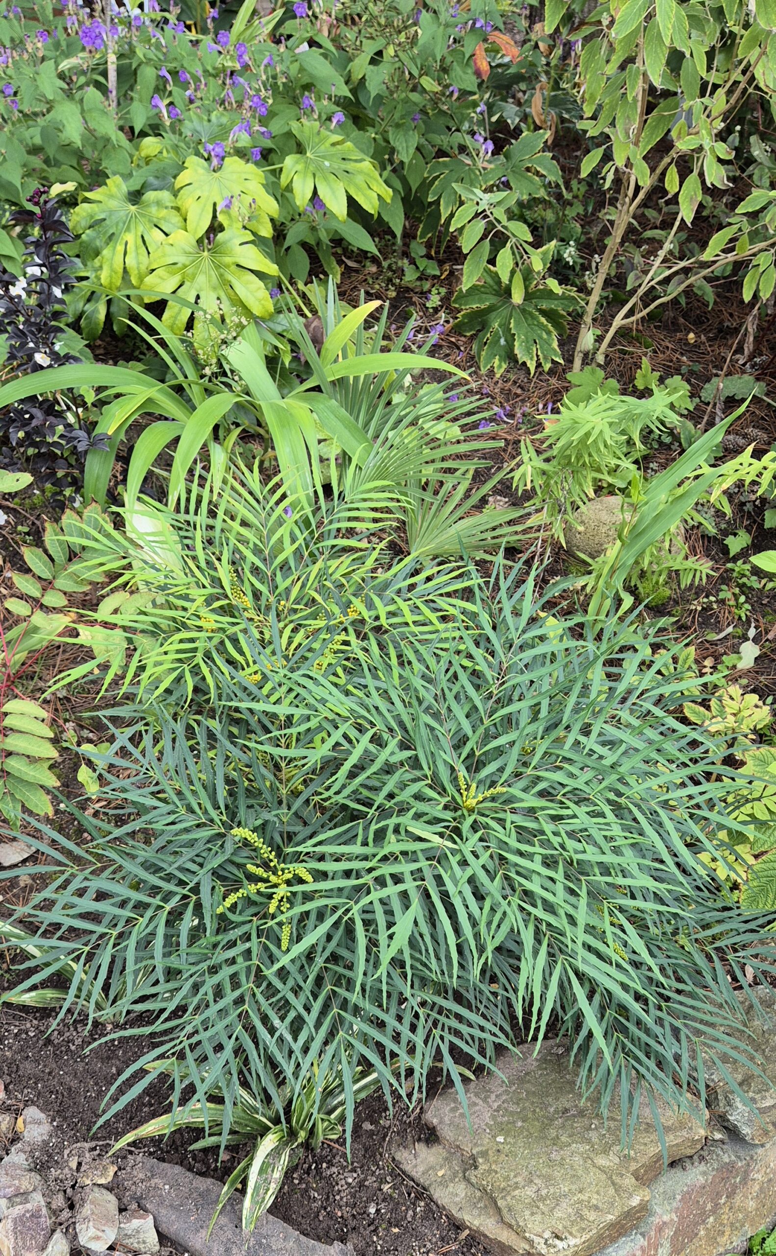 Mahonia eurybracteata subsp. ganpinensis 'Sweet Winter'