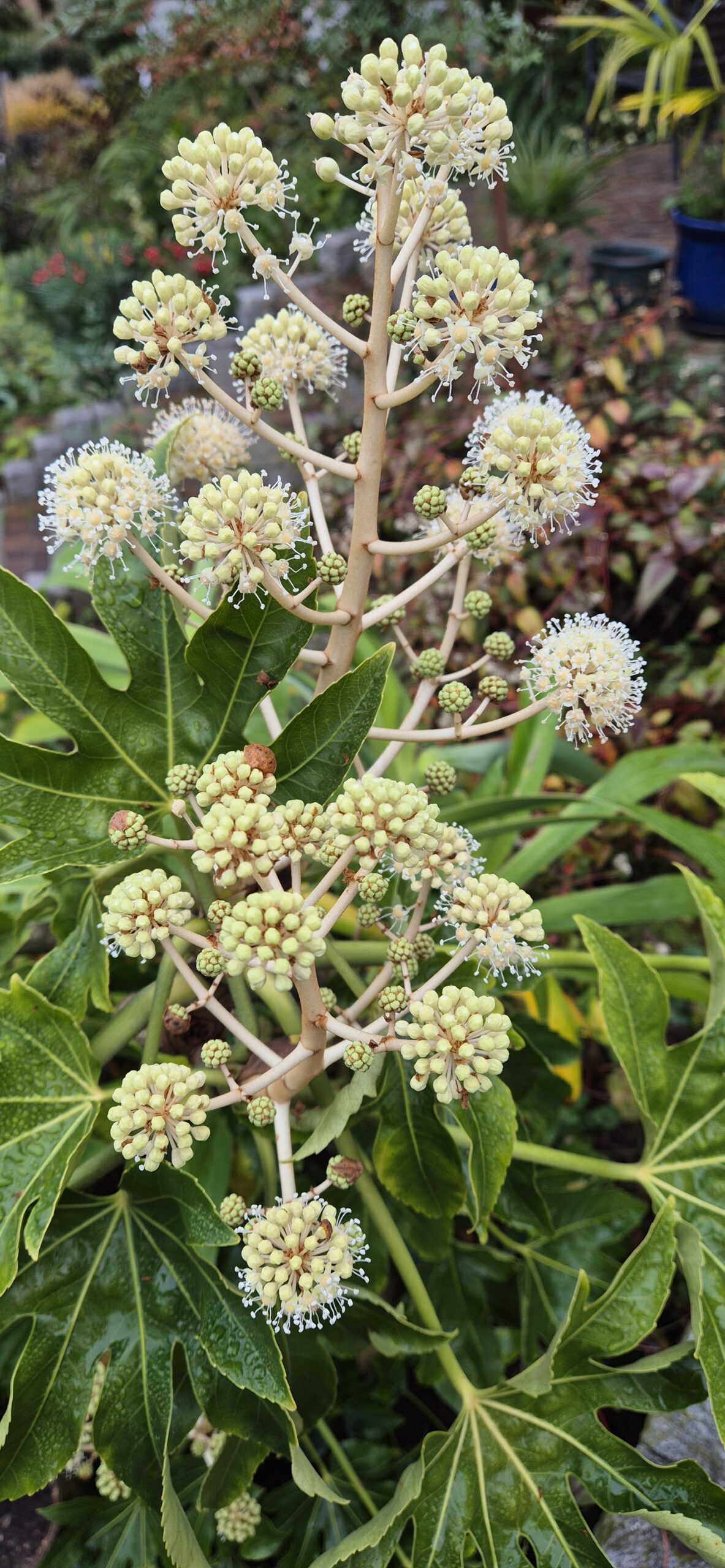 Fatsia japonica