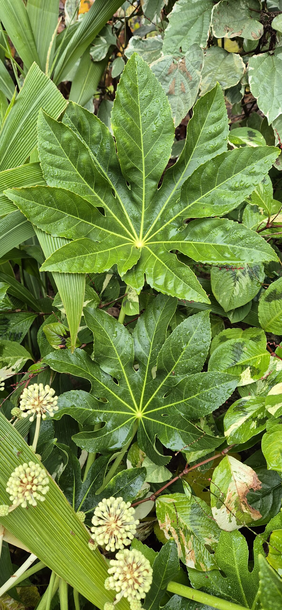 Fatsia japonica