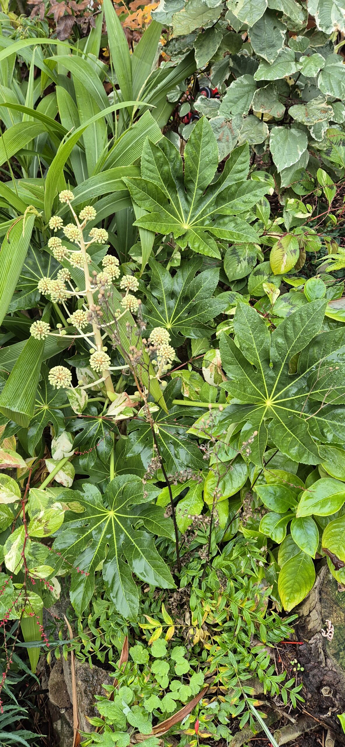 Fatsia japonica