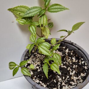 Pilea sp.