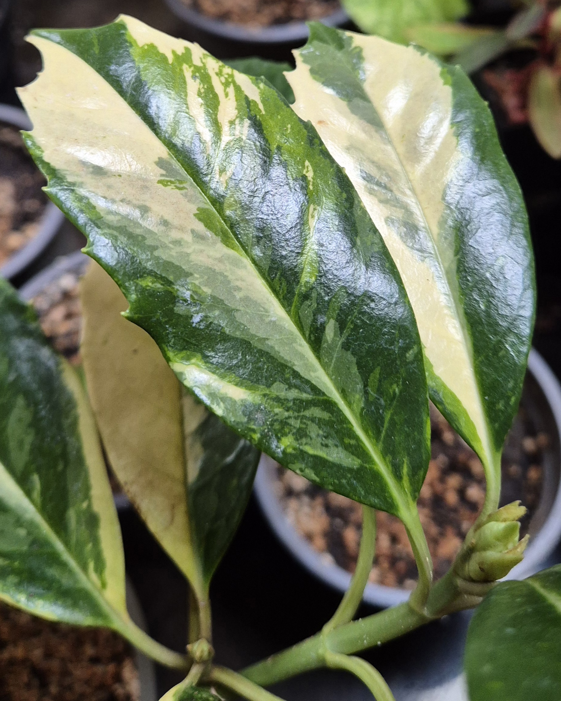 Aucuba japonica 'Chōdaiji'