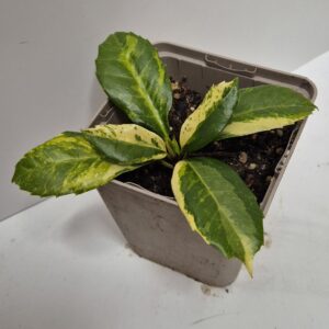 Aucuba japonica 'Chōdaiji'