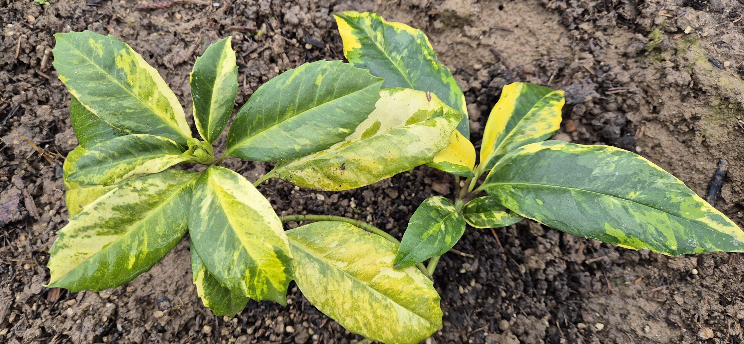 Aucuba japonica 'Chōdaiji'