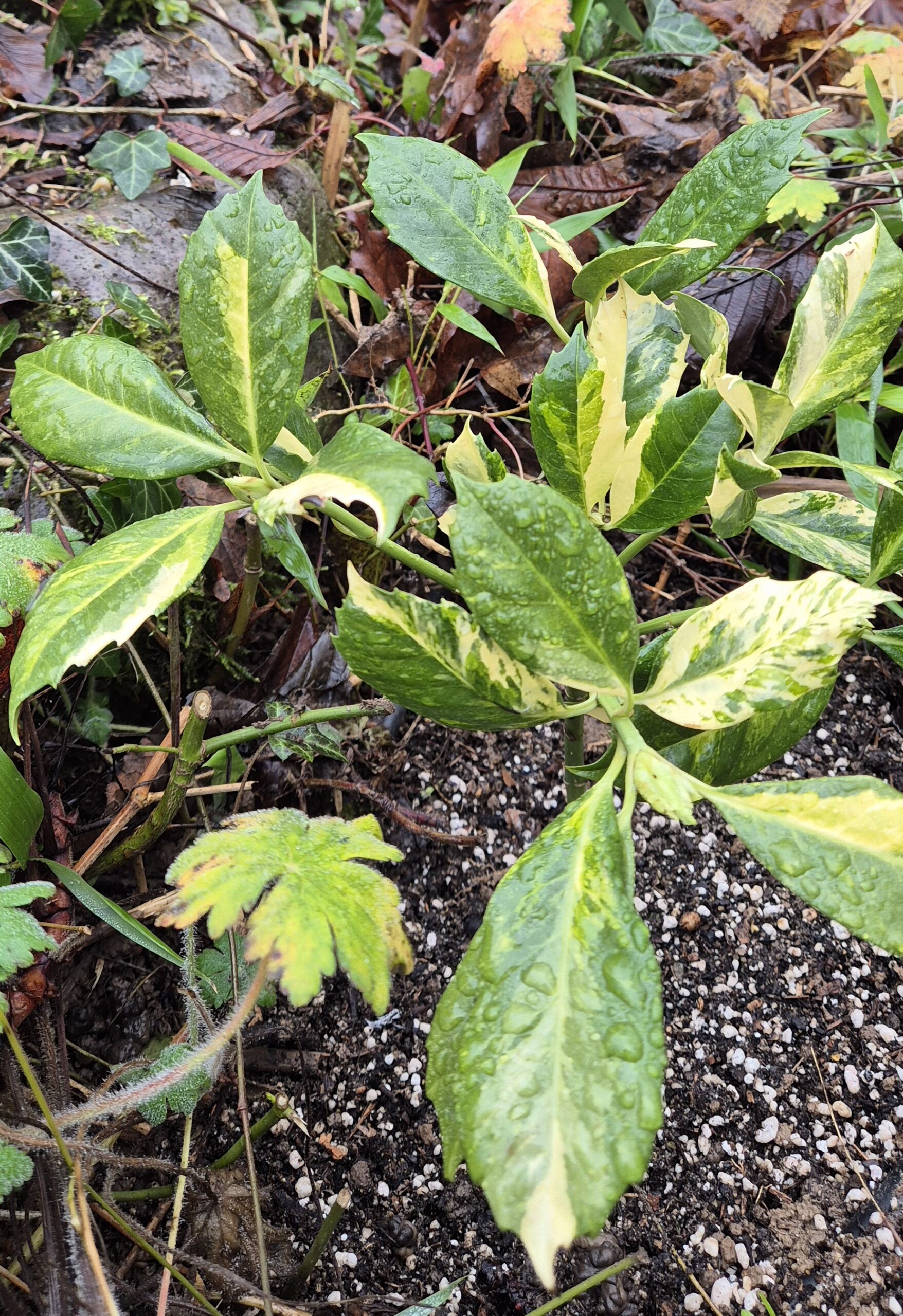 Aucuba japonica 'Chōdaiji'