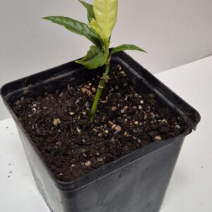 Aucuba japonica 'Natsu No Kumo'