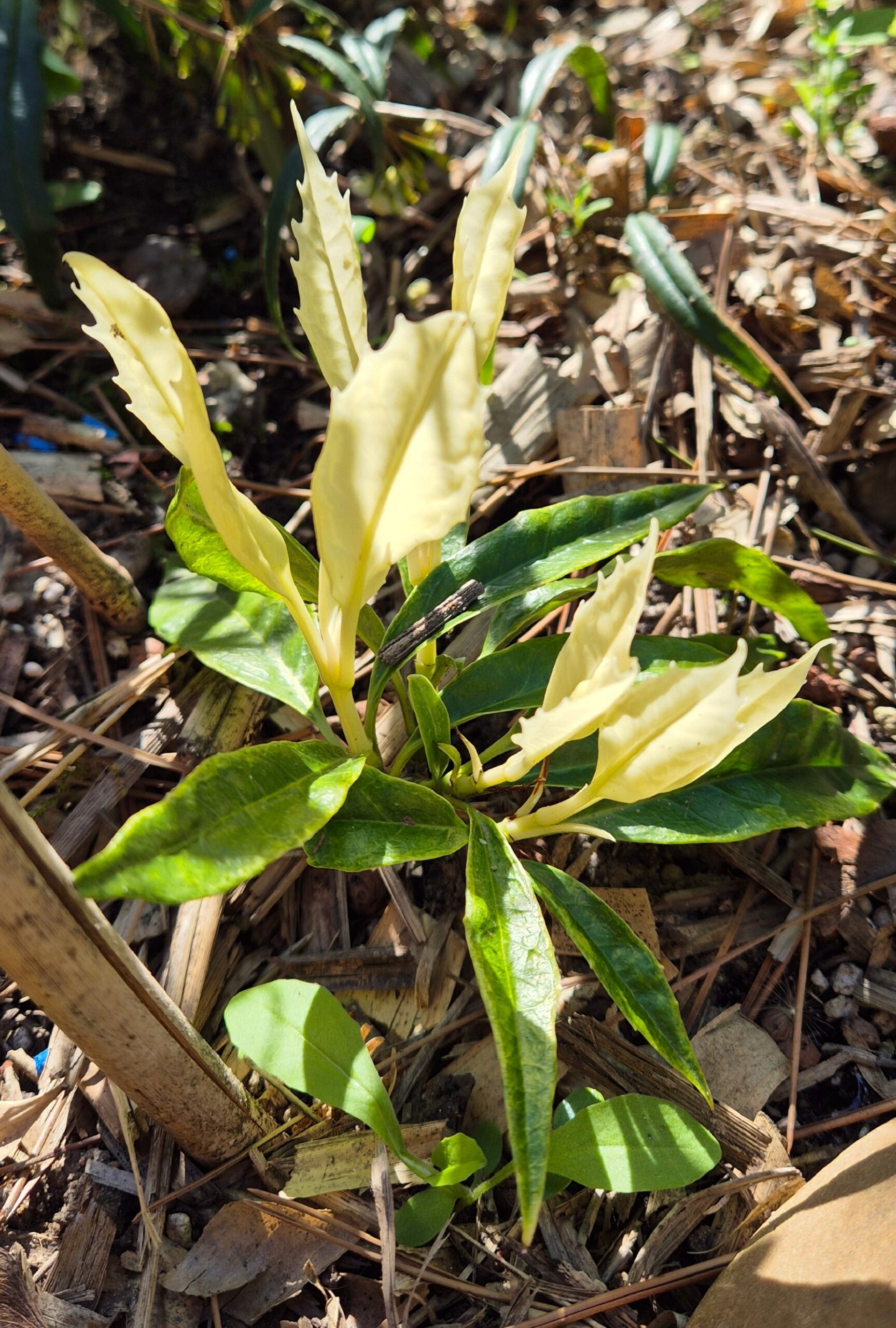 Aucuba japonica 'Natsu No Kumo'