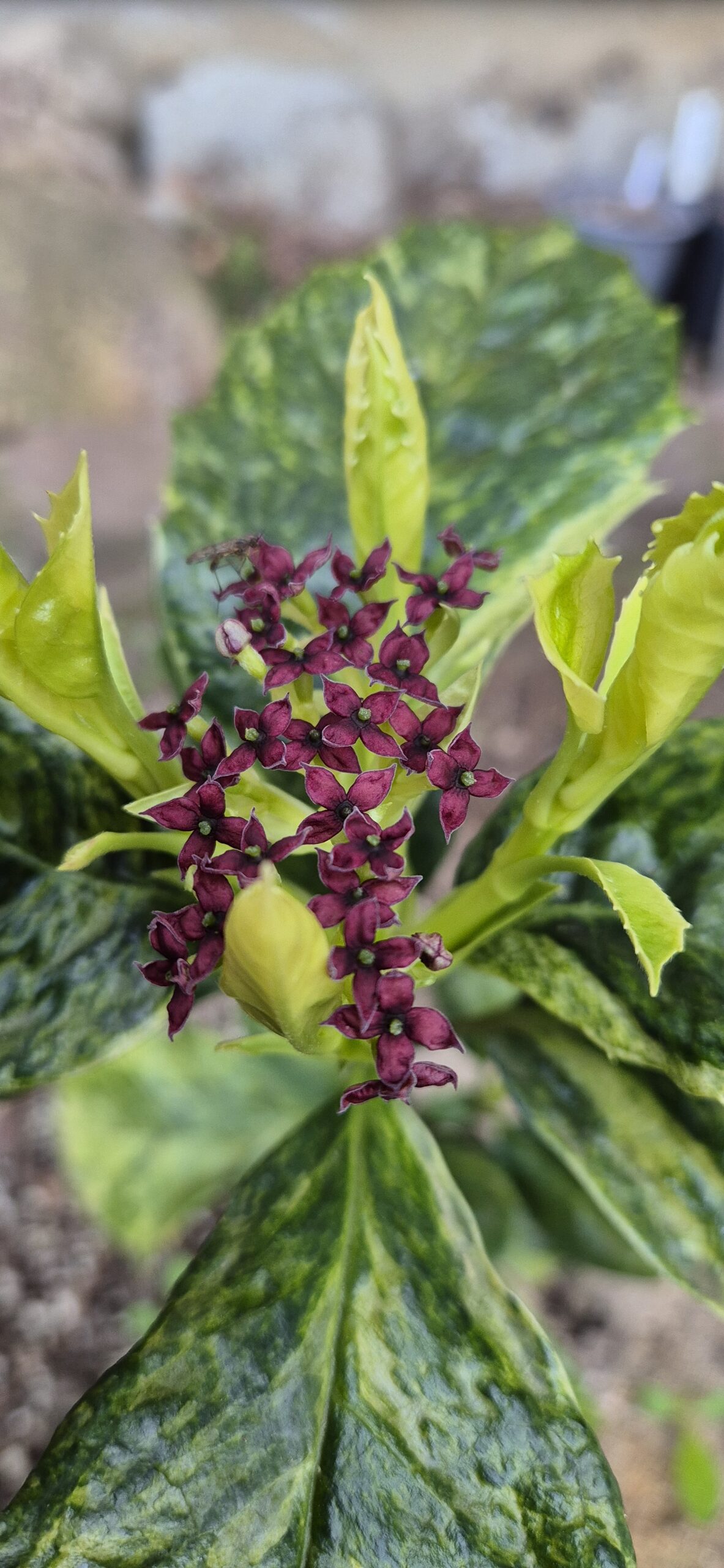 Aucuba japonica 'Koshiji Nishiki'
