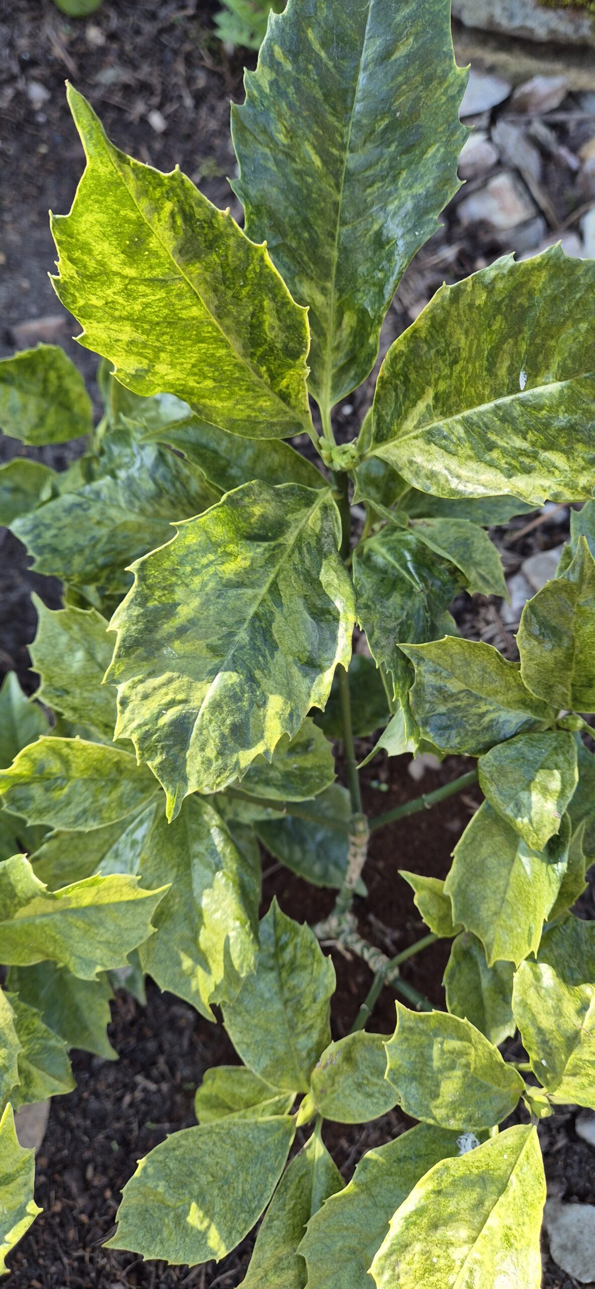 Aucuba japonica 'Koshiji Nishiki'