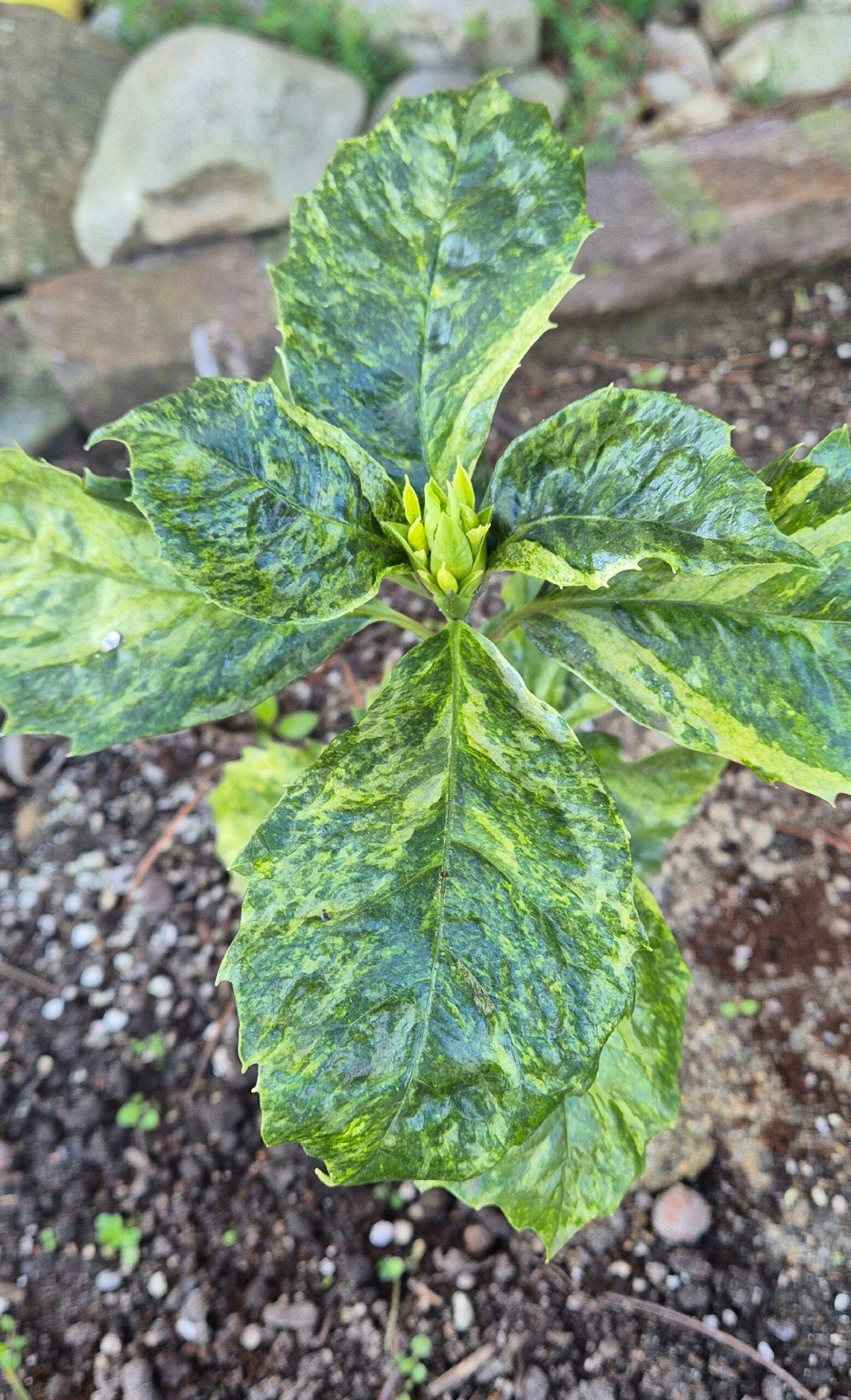 Aucuba japonica 'Koshiji Nishiki'