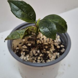 Aucuba japonica 'Koshiji Nishiki'
