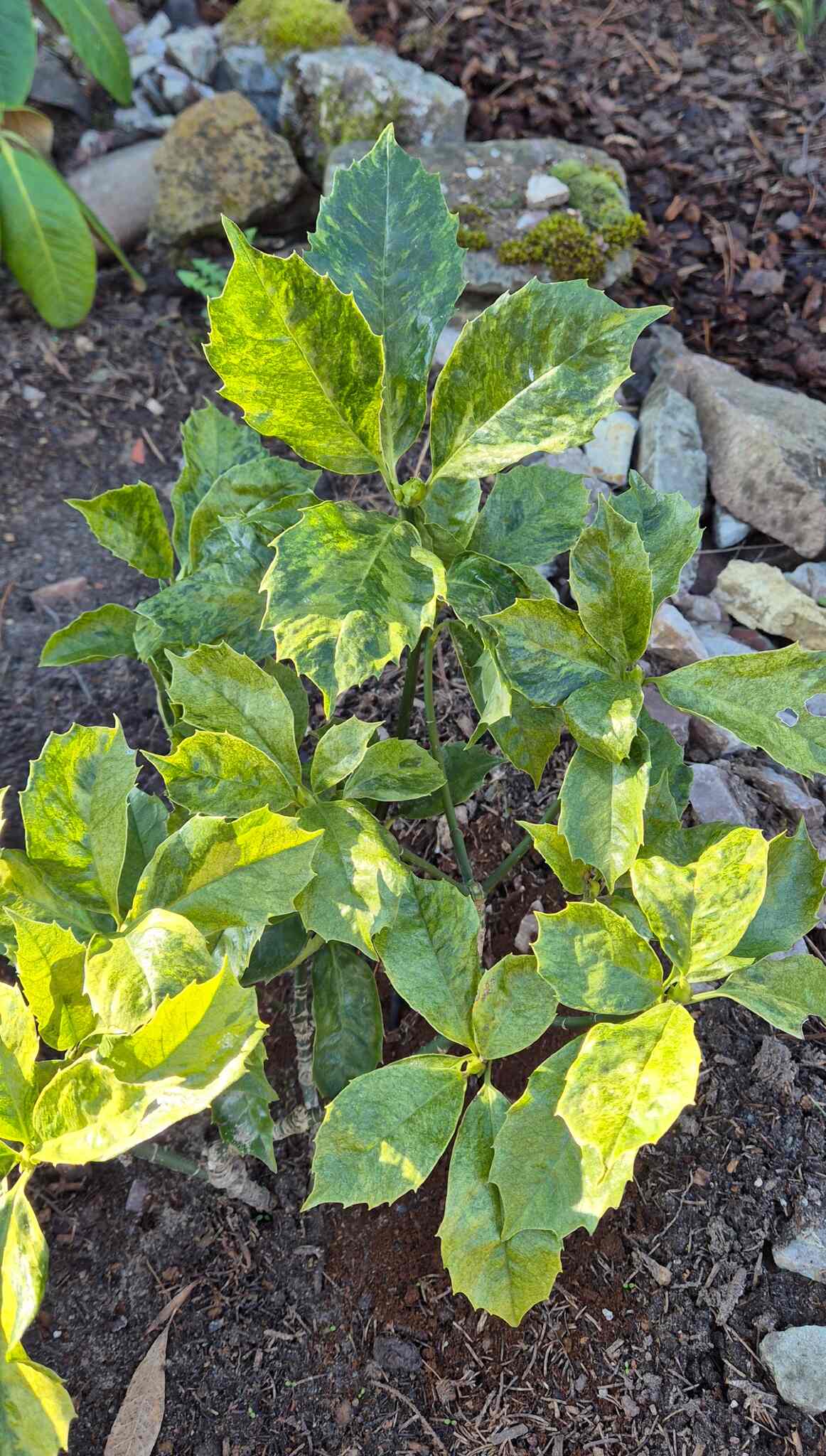 Aucuba japonica 'Koshiji Nishiki'