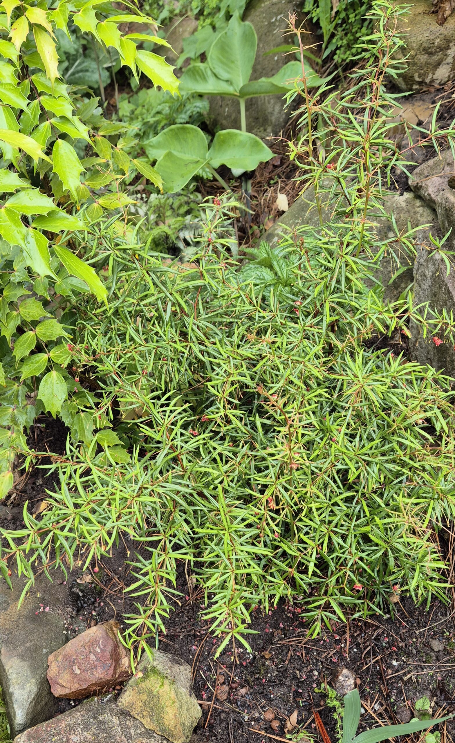 Berberis triacanthophora 'Cally Rose'
